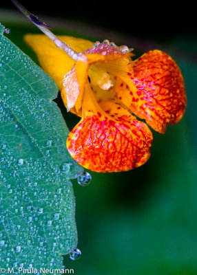 jewel-weed