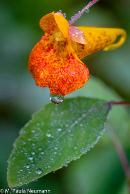 jewel-weed