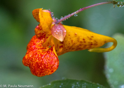 jewel-weed