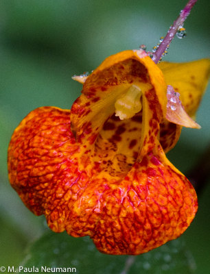 jewel-weed