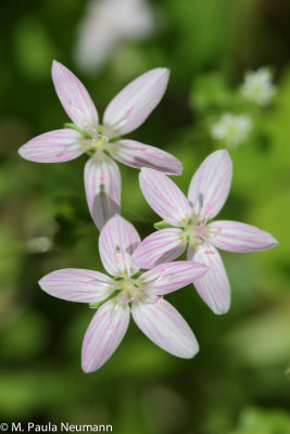 spring beauty
