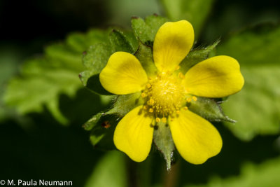 cinquefoil