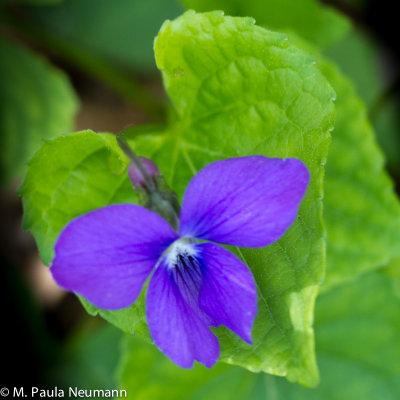 violet