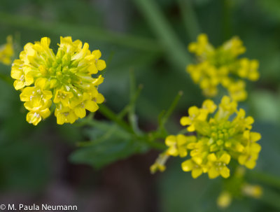 wildflowers-42.jpg