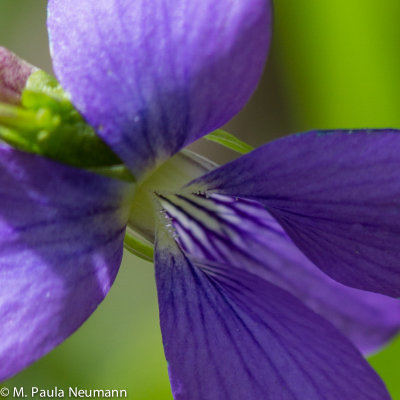 violet