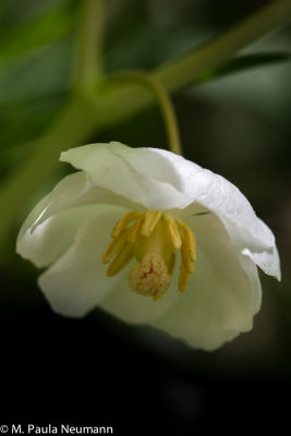 May-apple