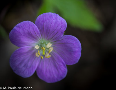 wild geranium