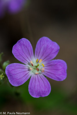 wild geranium