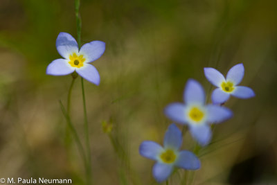 bluets