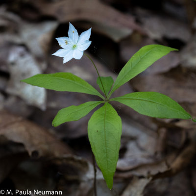 wildflowers-53.jpg