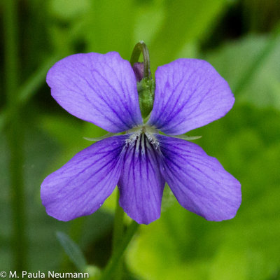 violet