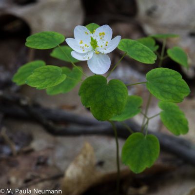 rue anemone