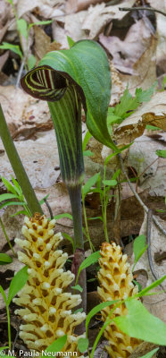Jack in the pulpit