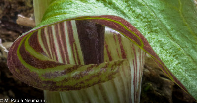 Jack in the pulpit