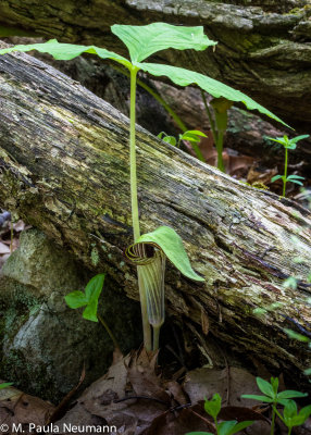 Jack in the pulpit