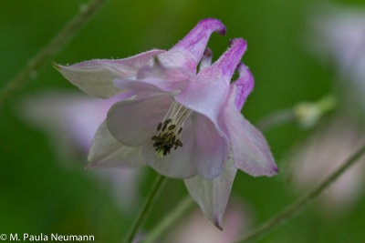 columbine