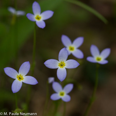 bluets