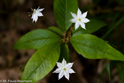 wildflowers-72.jpg