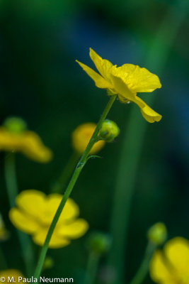 buttercups