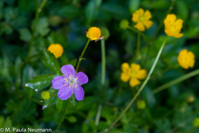 wild geranium and buttercups