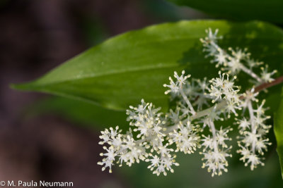 false Solomon's seal