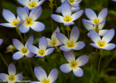 bluets