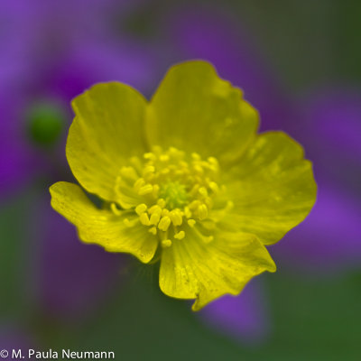 buttercup and phlox