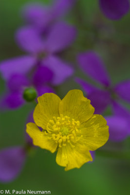 buttercup and phlox