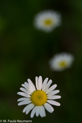 daisy