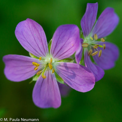wild geranium