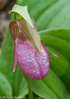 pink lady slipper