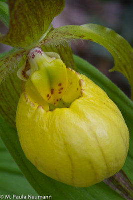 yellow lady slipper