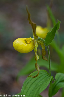 yellow lady slipper