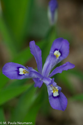 dwarf crested iris