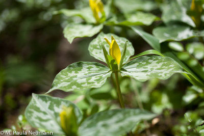 yellow trillium