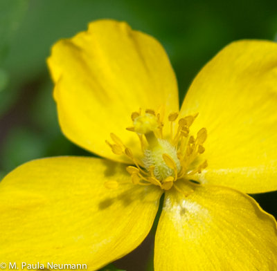 wood poppy