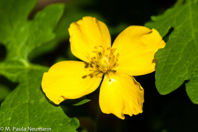 wood poppy