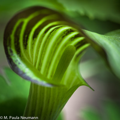 Jack in the pulpit