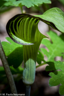 Jack in the pulpit