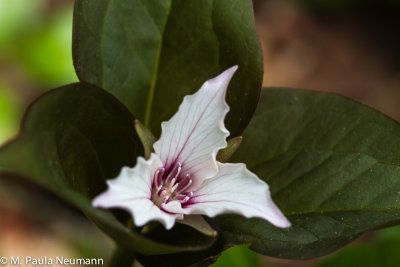 painted trillium