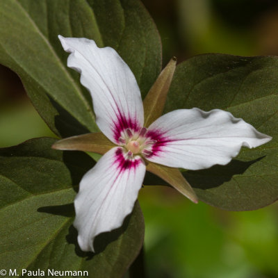 painted trillium