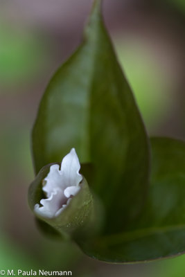 painted trillium 