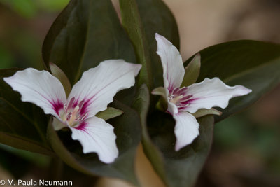 painted trillium