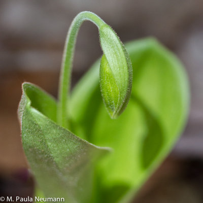 lady slipper bud