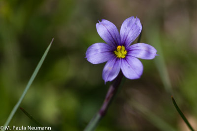 blue eyed grass