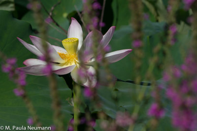 lotus-10.jpg
