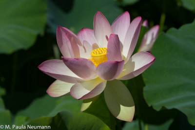 lotus-11.jpg