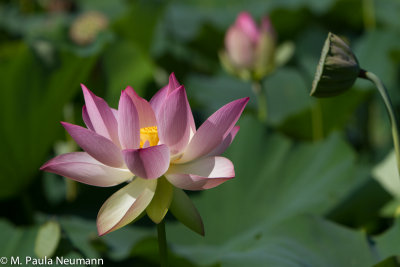 lotus-12.jpg