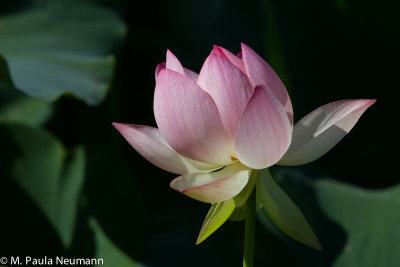 lotus-13.jpg