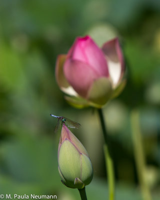 lotus-16.jpg